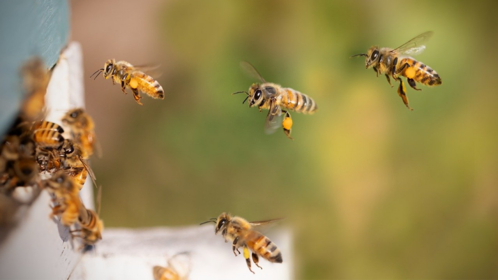 Bienen gelten als stark bedrohte Tierart, dabei haben sie einen großen Einfluss auf unser tägliches Leben.