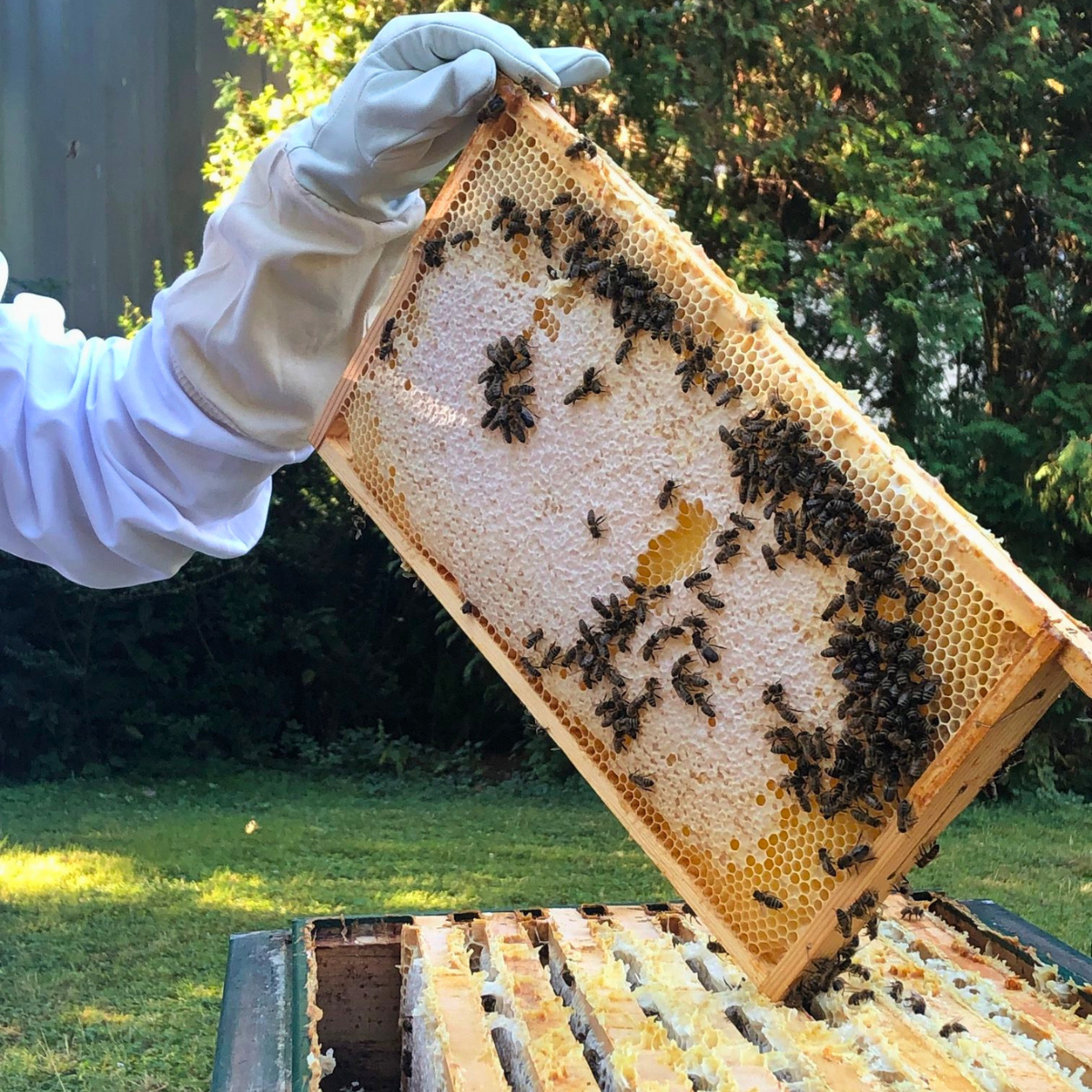 Imker hält Wabe mit vielen Bienen im Freien